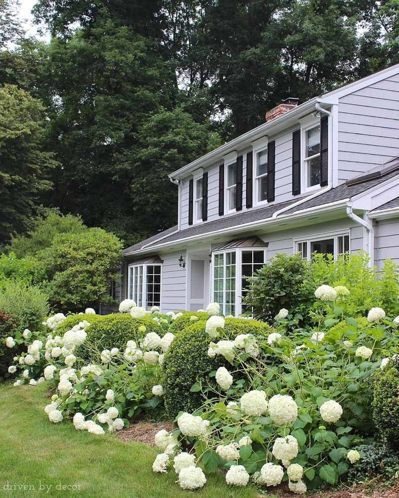 Annabelle hydrangeas lining the front walkway of our home