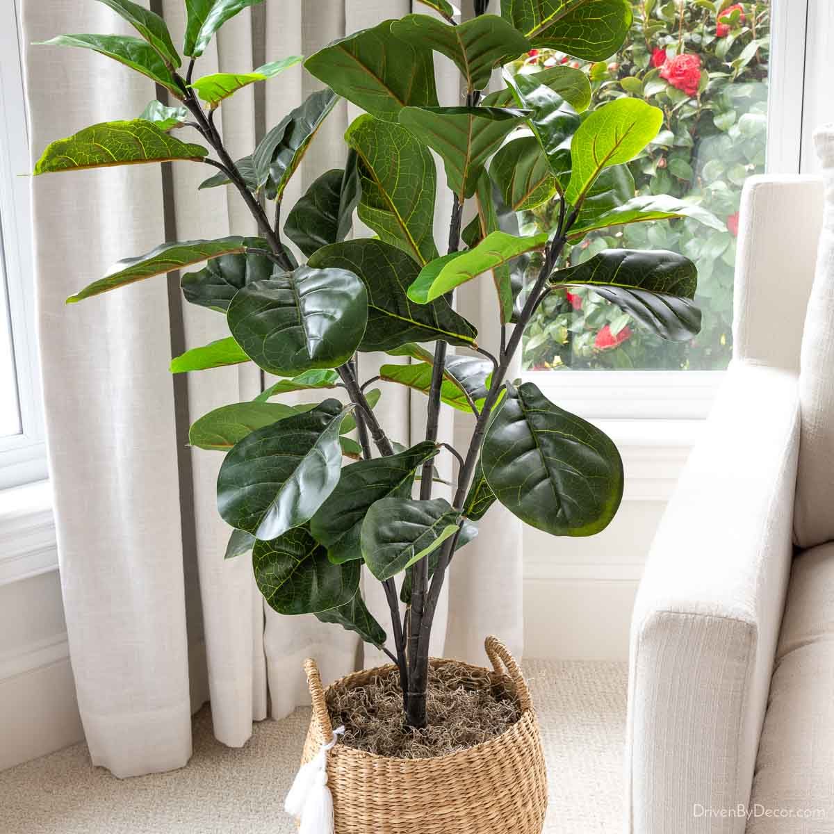 A Reliable Faux Fiddle Leaf Fig Trees