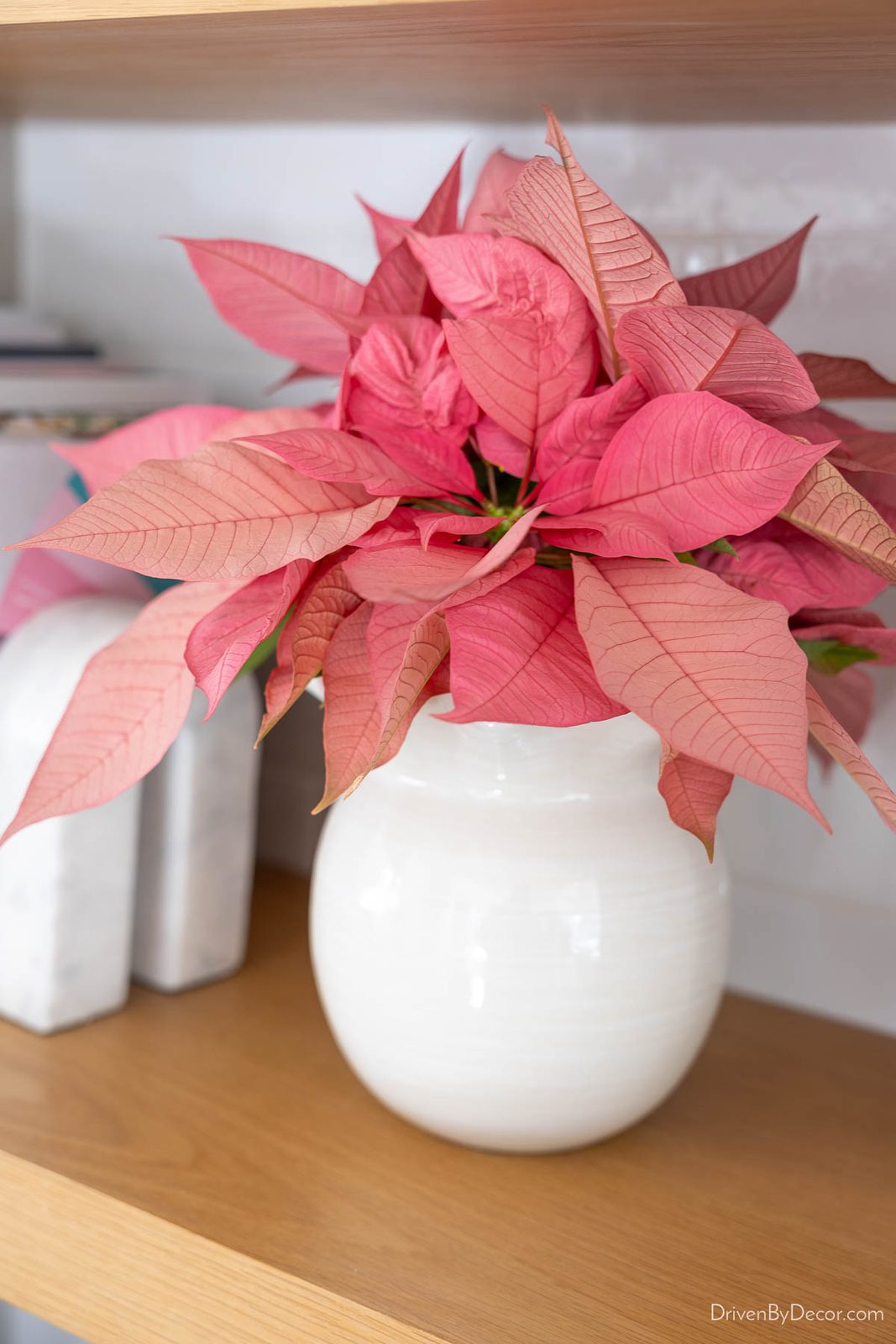 Pink poinsettia in white ruffled vase