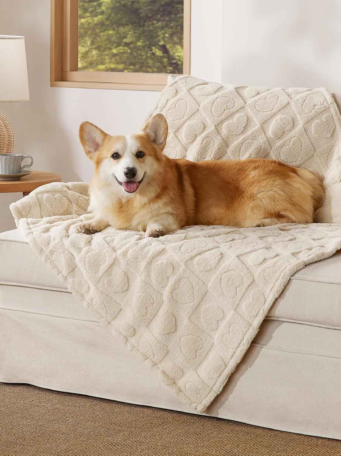 Corgi on dog blanket on sofa