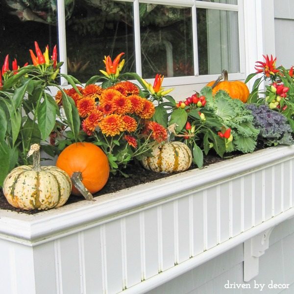 Fall window boxes with mums, peppers, pumpkins, kale, and cabbage
