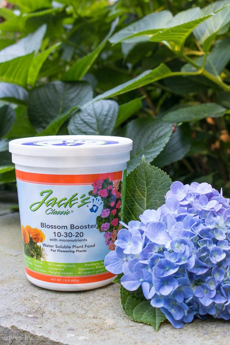 A great fertilizer for hydrangeas