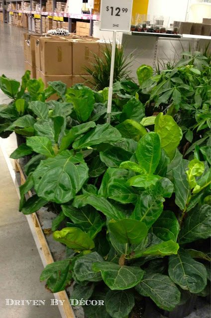 IKEA's New Indoor Plants