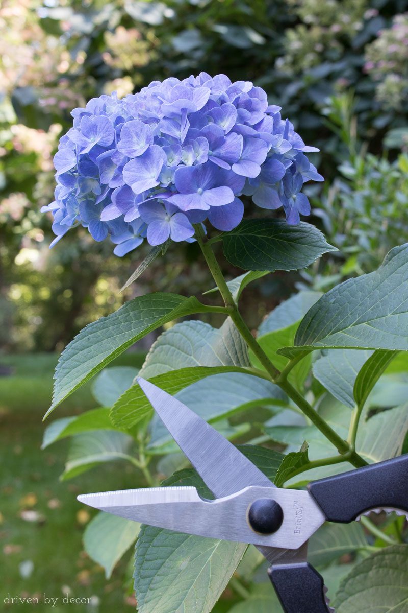 Kitchen shears for clipping hydrangeas