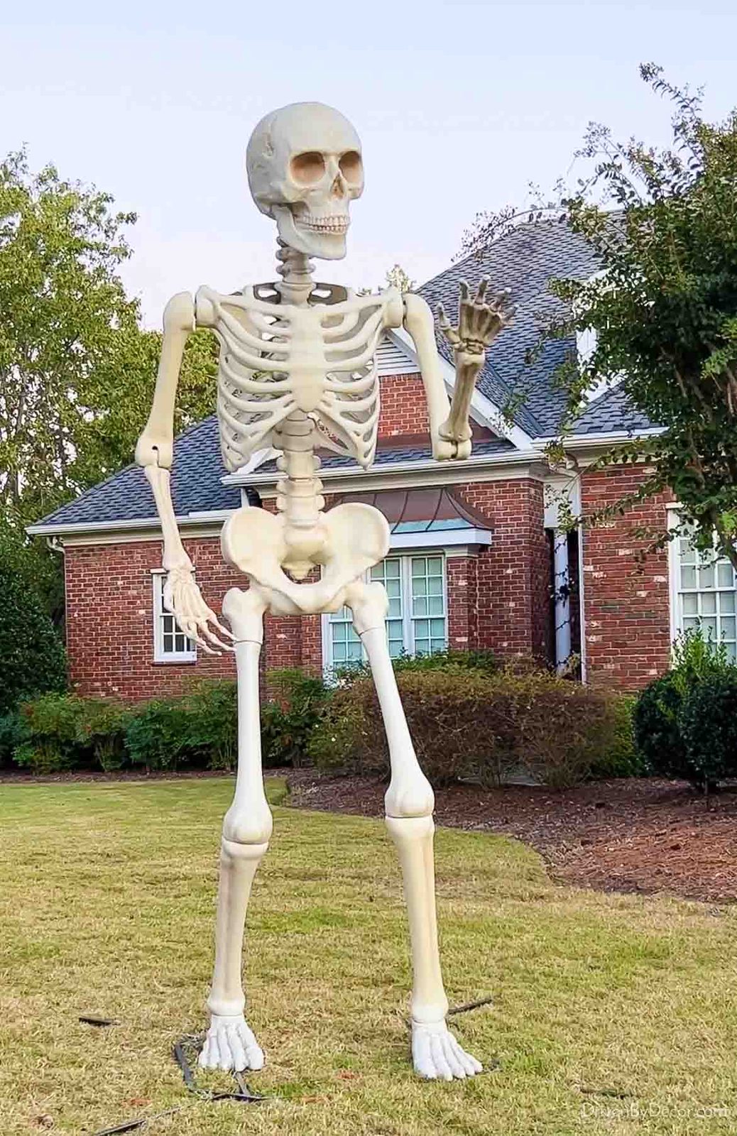 Giant skeleton in the front yard for Halloween