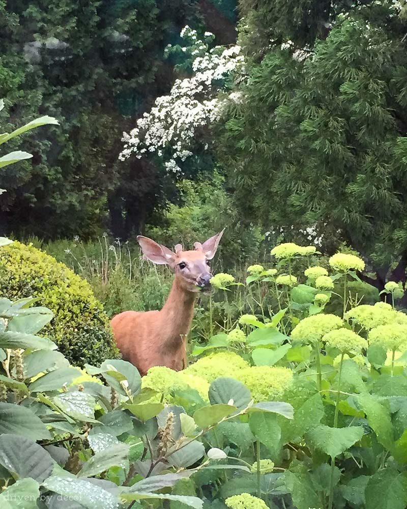 Deer eating hydrangeas