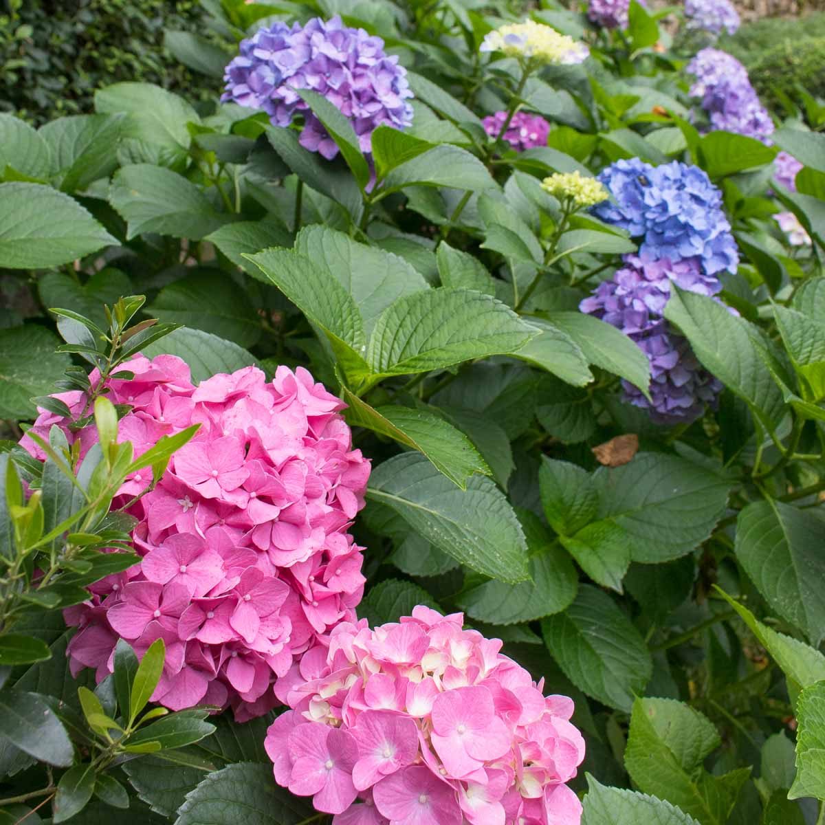 Hydrangea care tips