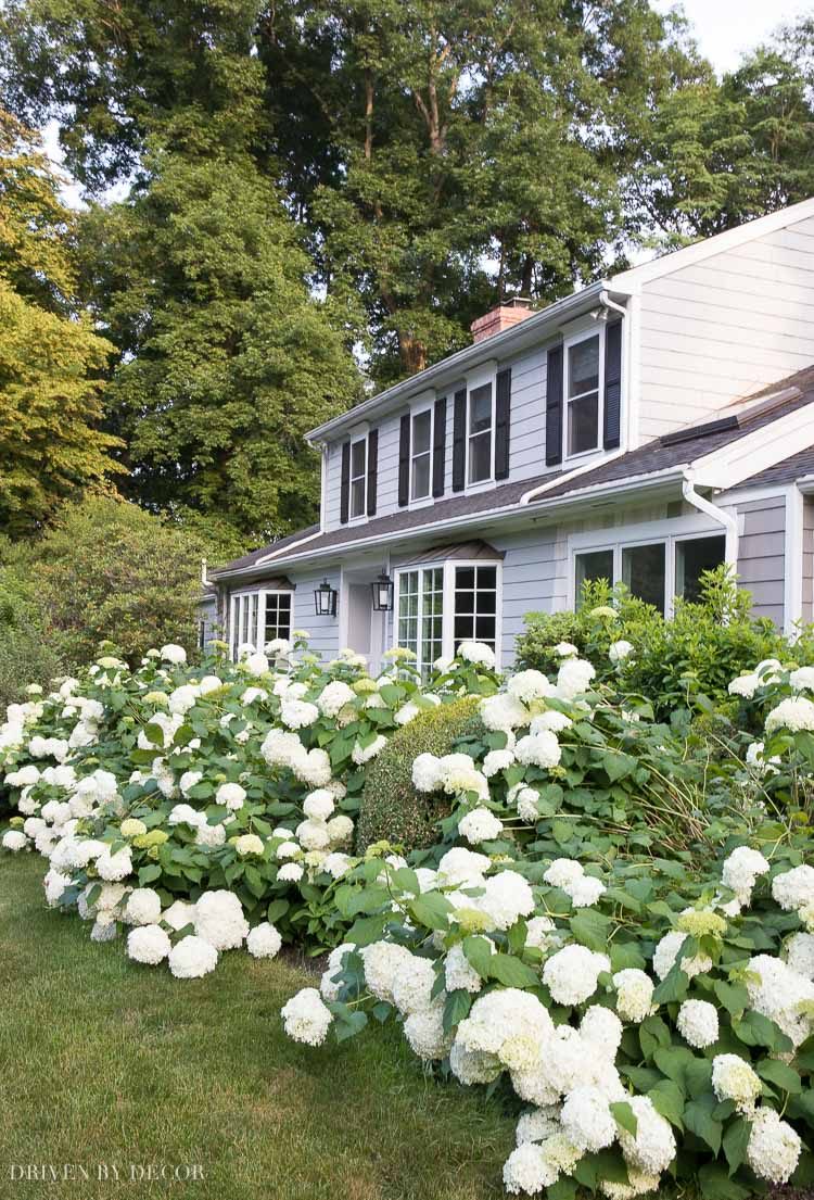Tips for growing hydrangeas like these plus other favorite lawn and garden tips!