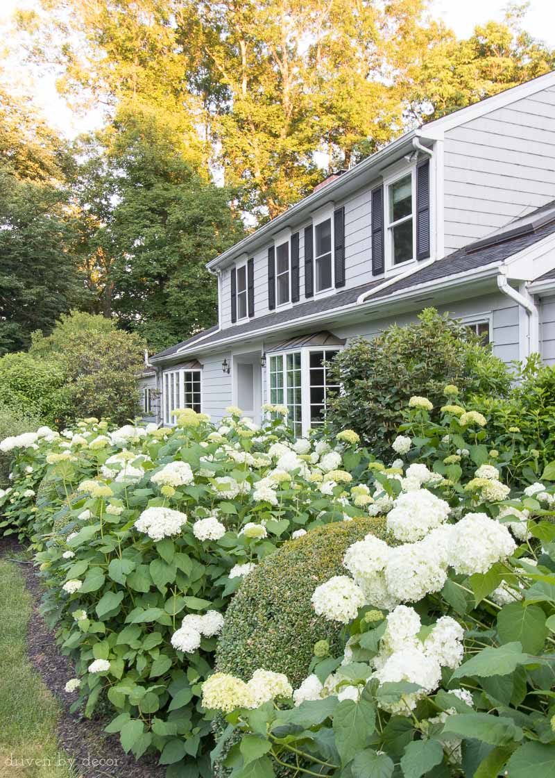 Annabelle hydrangeas along front walkway to home