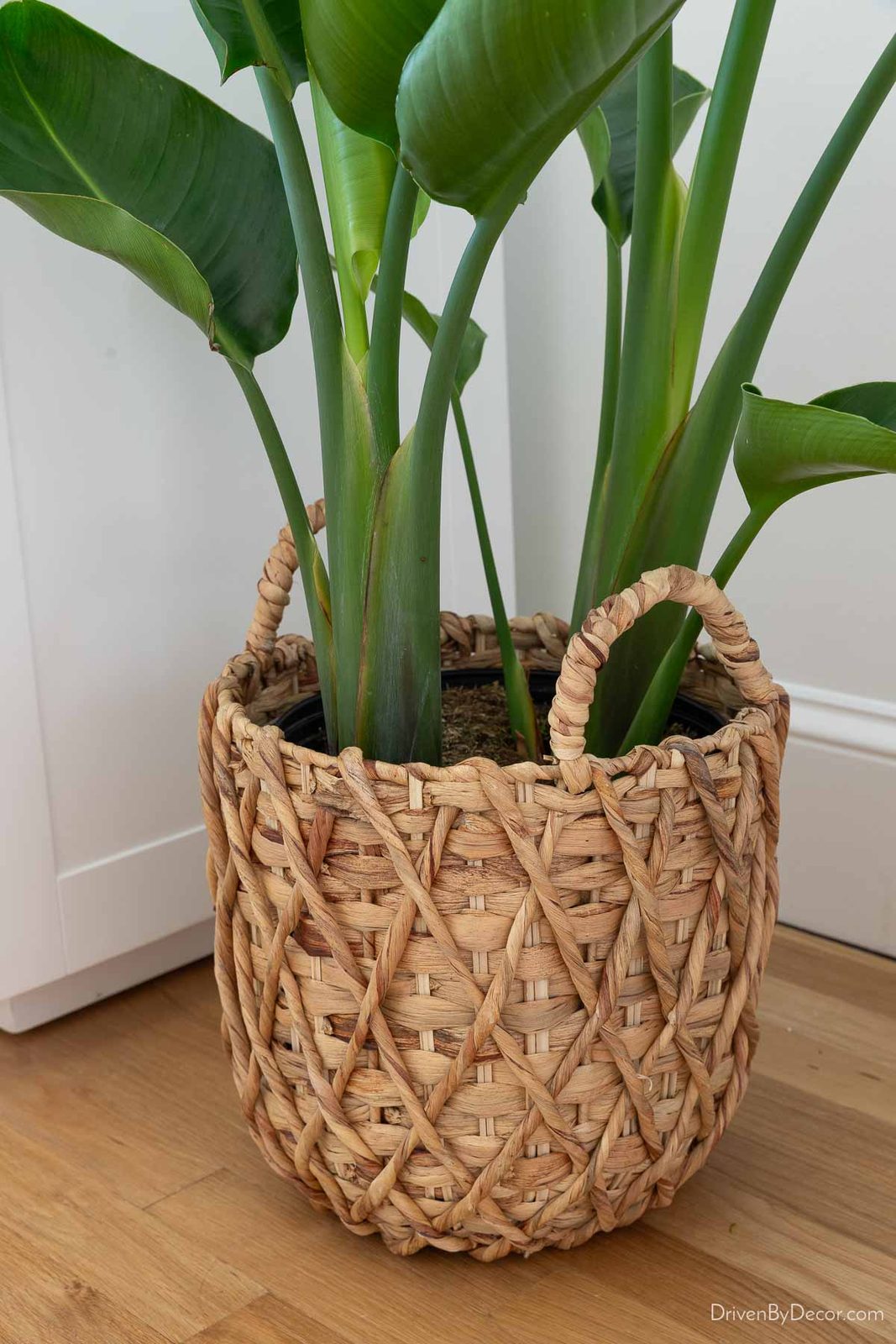 Affordable woven planter