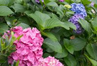 Perfect Hydrangea Blooms Pruning Fertilizing Secrets