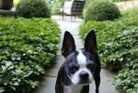 Designer Built-in Dog Nooks