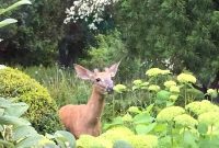 Deer Proof Your Garden