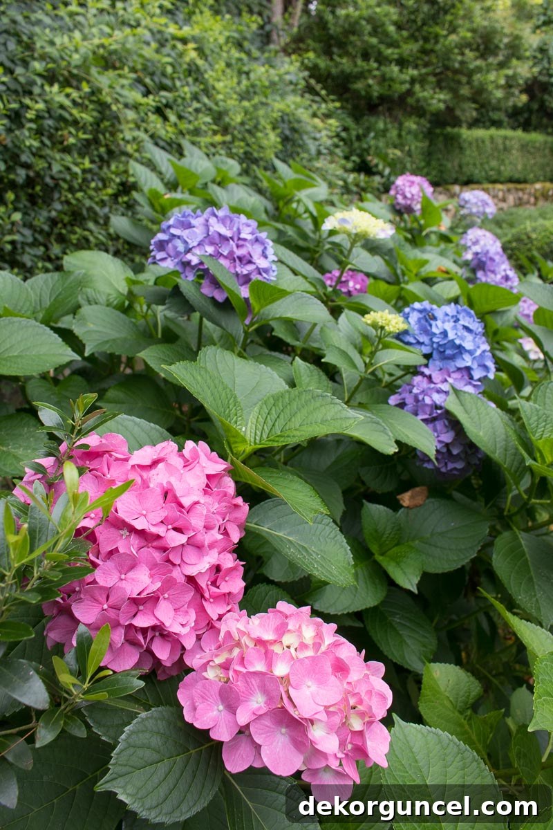 Pink and blue mophead hydrangeas
