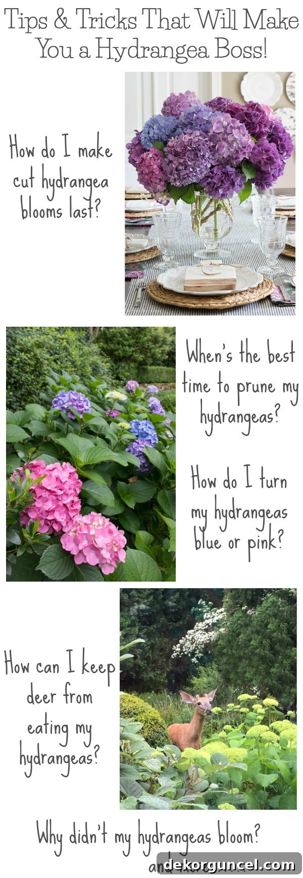 Sooo many awesome tips for growing hydrangeas! When to prune and how much to prune them, how to change their color, how to make cut hydrangea blooms last, and more! Also explains why your hydrangea plants might not bloom!