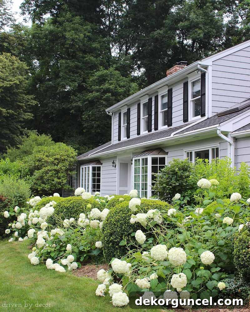 Annabelle hydrangeas lining the front walkway of our home