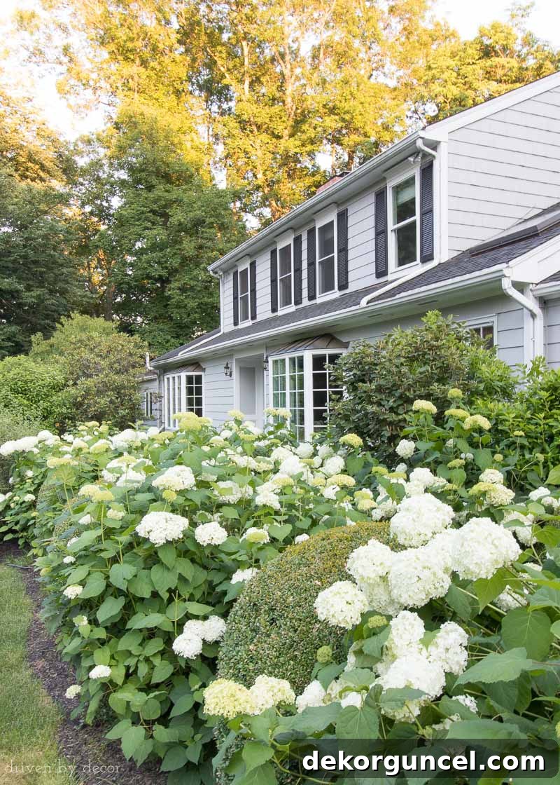 Annabelle hydrangeas along front walkway to home