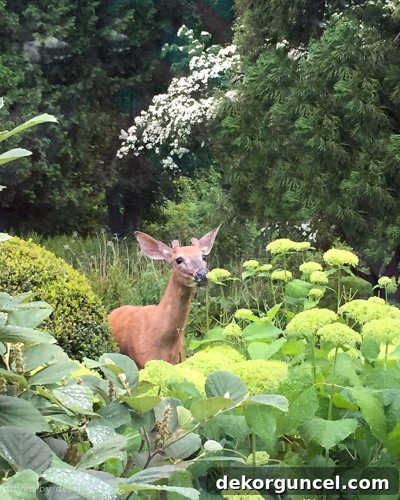 Deer eating hydrangeas