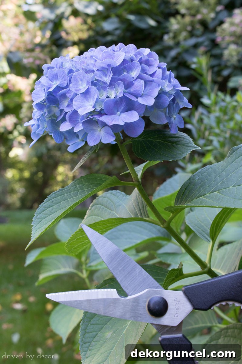 Kitchen shears for clipping hydrangeas