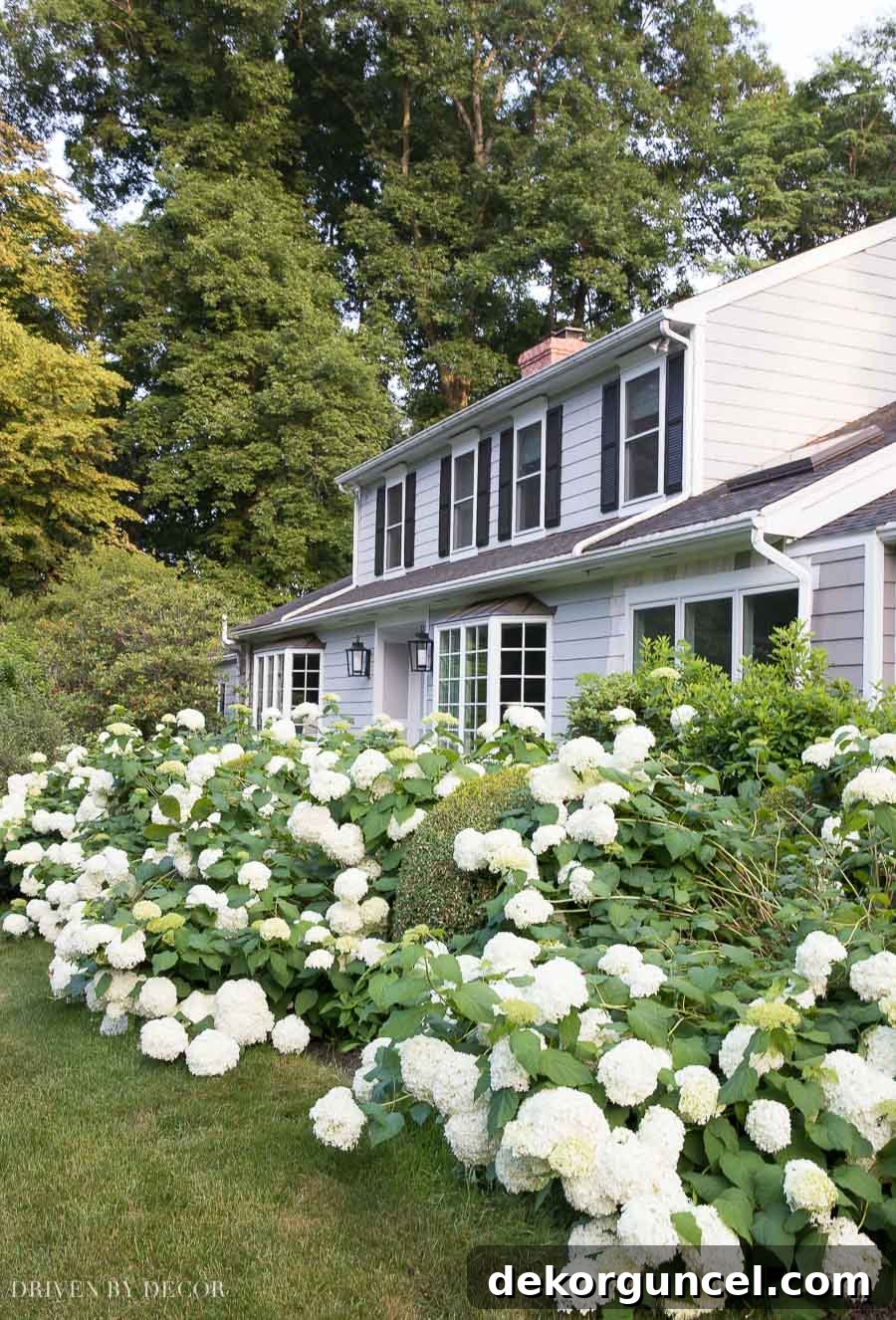 Abundant Annabelle hydrangeas in full bloom, showcasing easy-to-grow flower varieties.