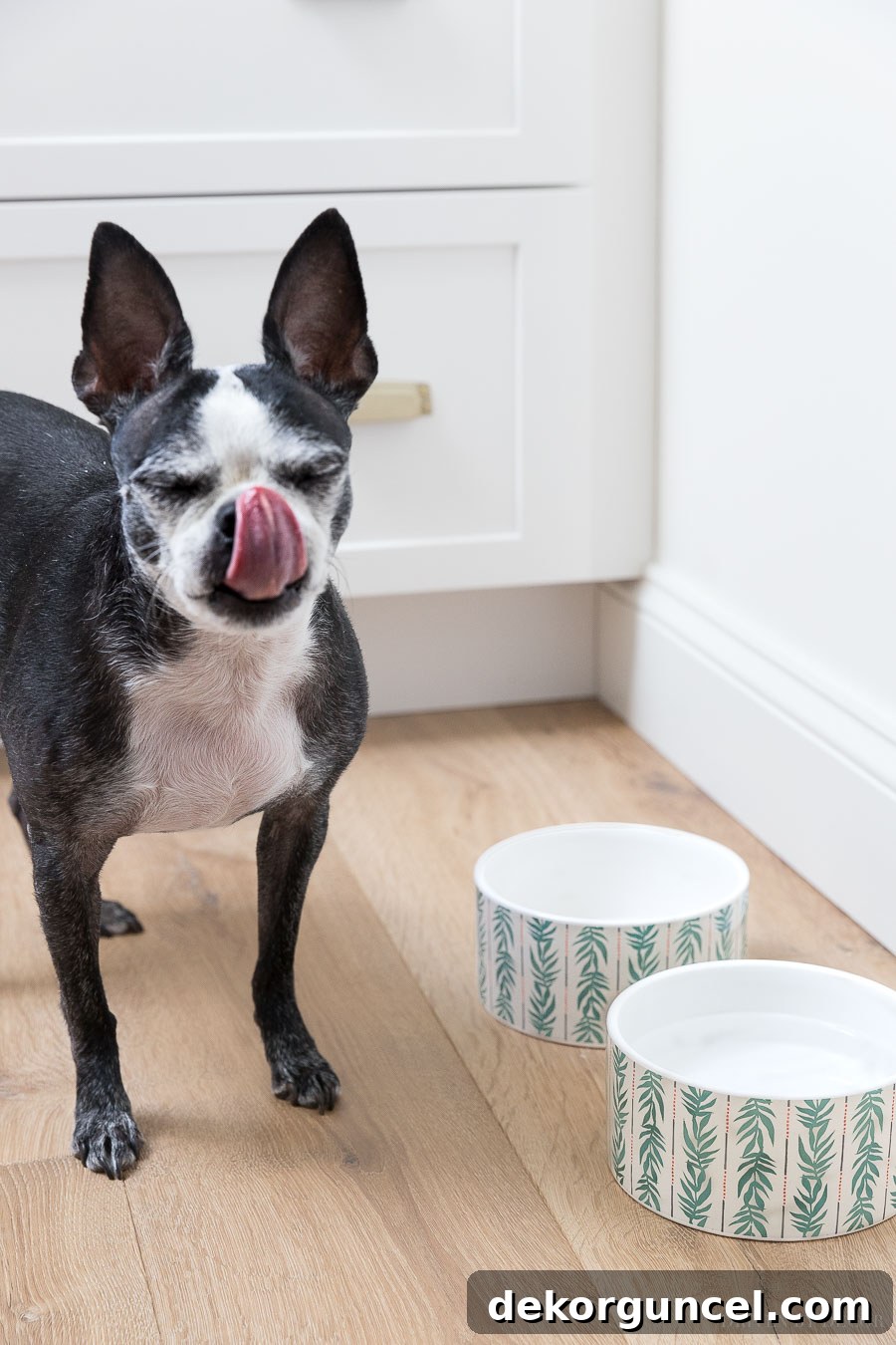 These patterned dog bowls are absolutely the cutest, a delightful part of Drew Barrymore's thoughtful Flower Home collection.