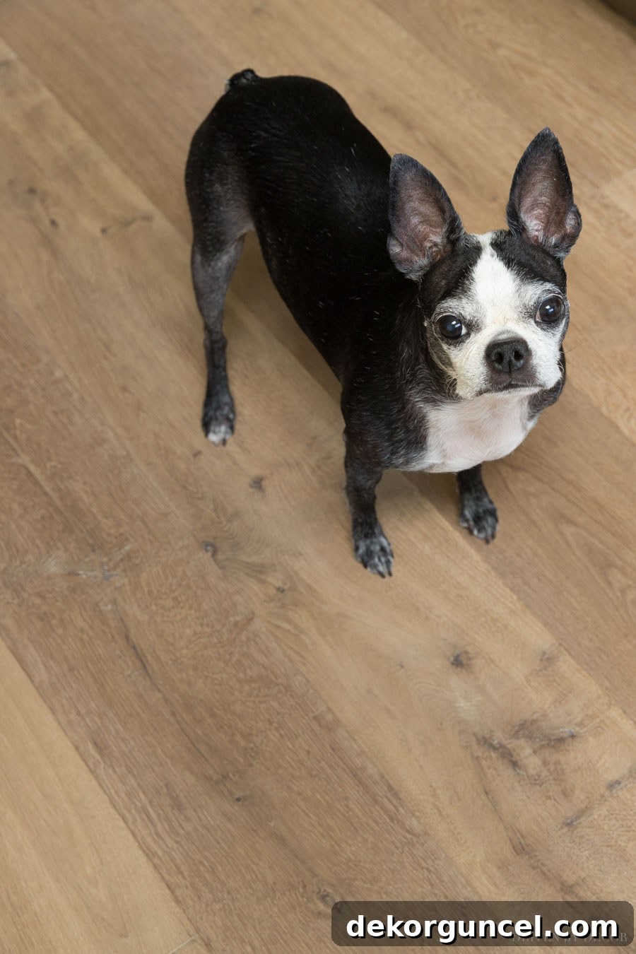 Sharing the pros and cons of our engineered hardwood floors including whether they scratch!