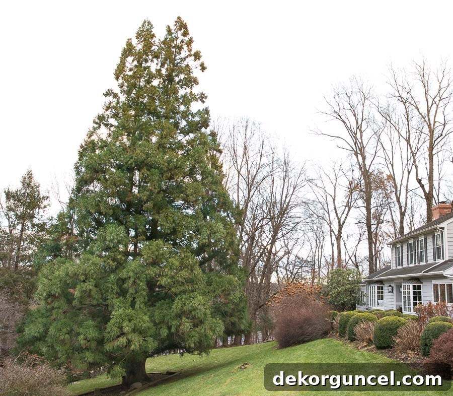 The huge evergreen tree that we clip branches from to make our front door Christmas swag!