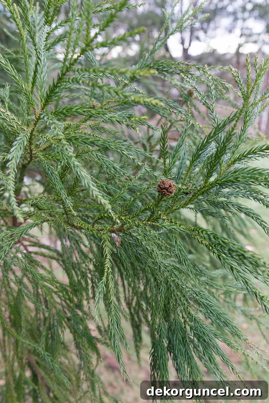 Evergreen branches with baby pinecones
