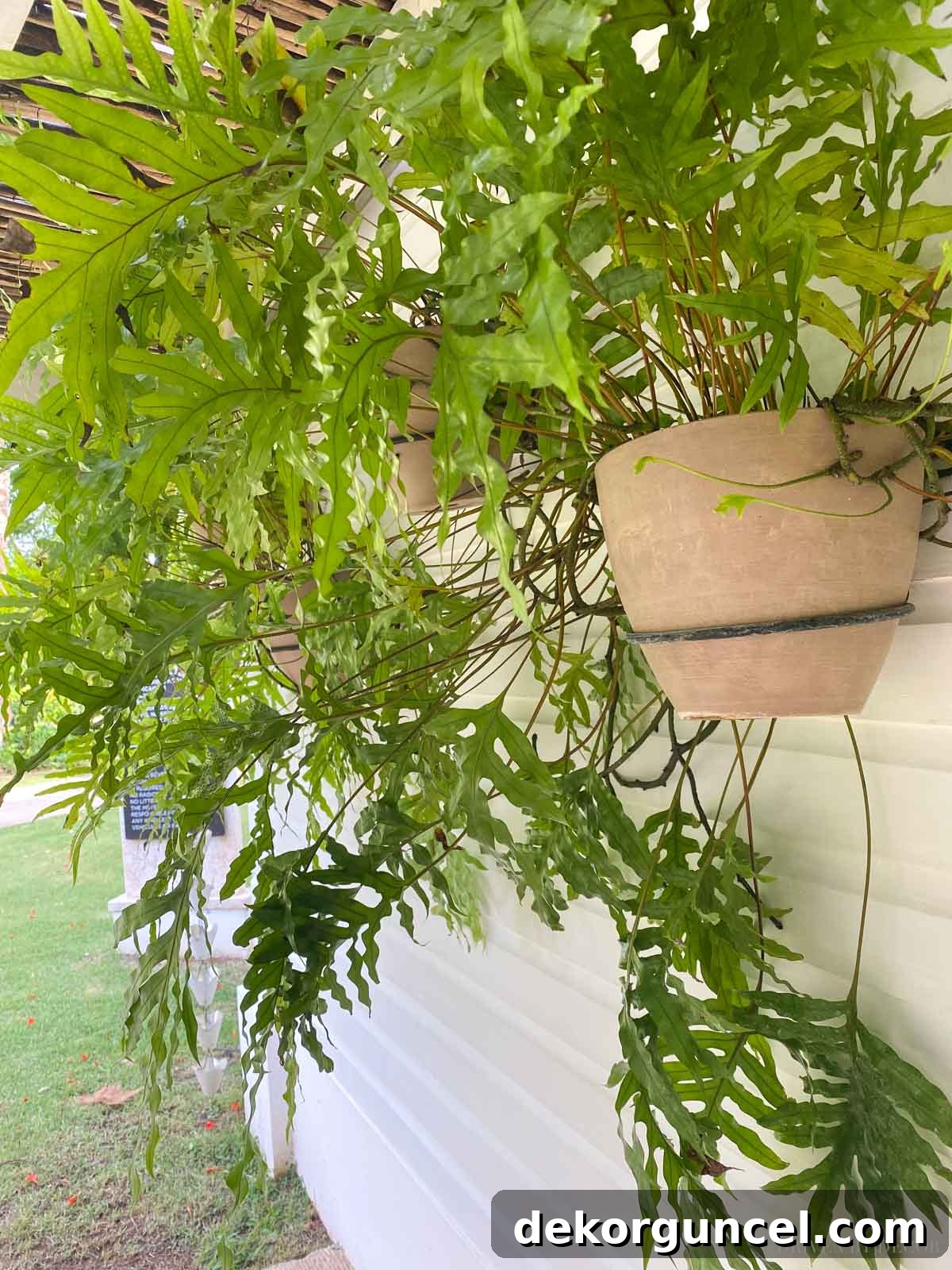 Use wall mounted plant holders to create a gorgeous outdoor accent wall!