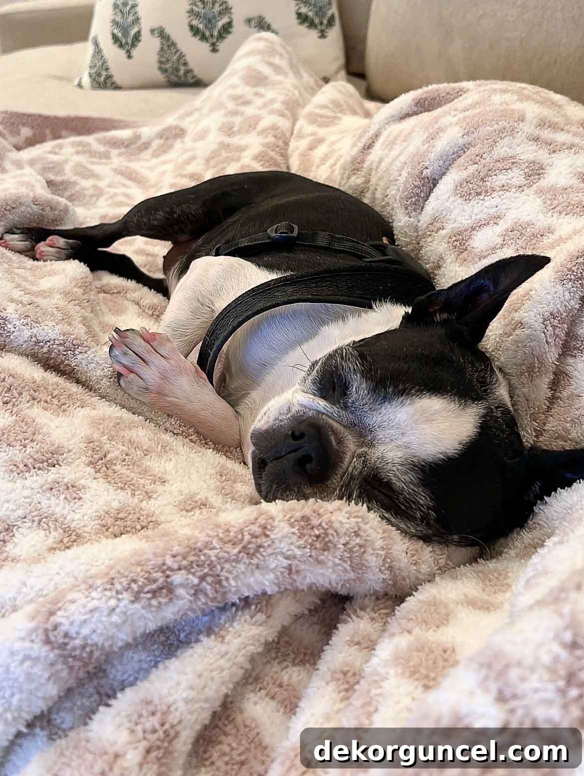Super soft leopard throw with our Boston terrier cuddled on top, demonstrating its comfort