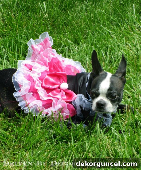 Circus dog