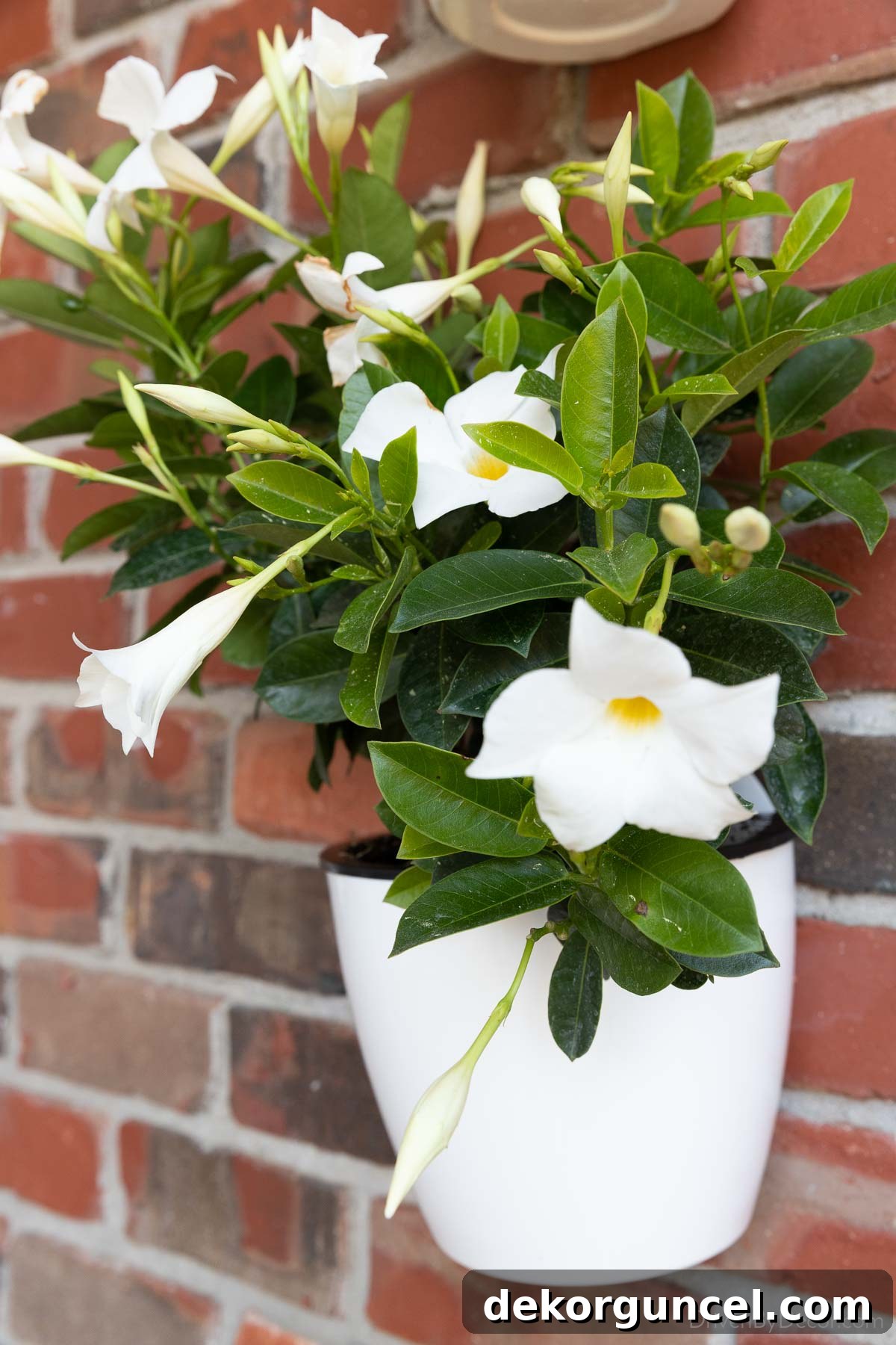 7 Frugal Back Porch Design Secrets 6 Vibrant Rio dipladenia flowers in a self-watering planter hung on a back patio wall