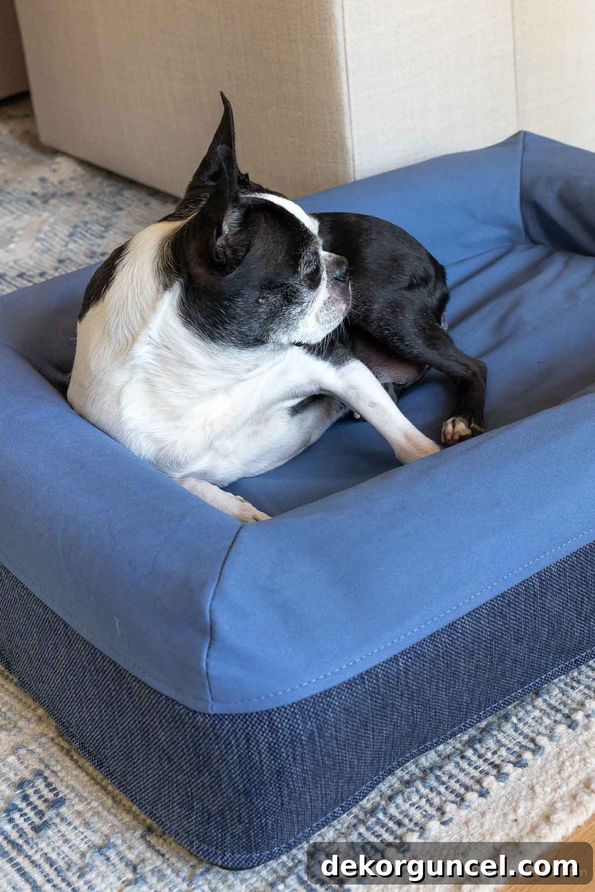 Score Big: Best Buy's Top 5 Labor Day Deals 6 Boston terrier in Casper dog bed