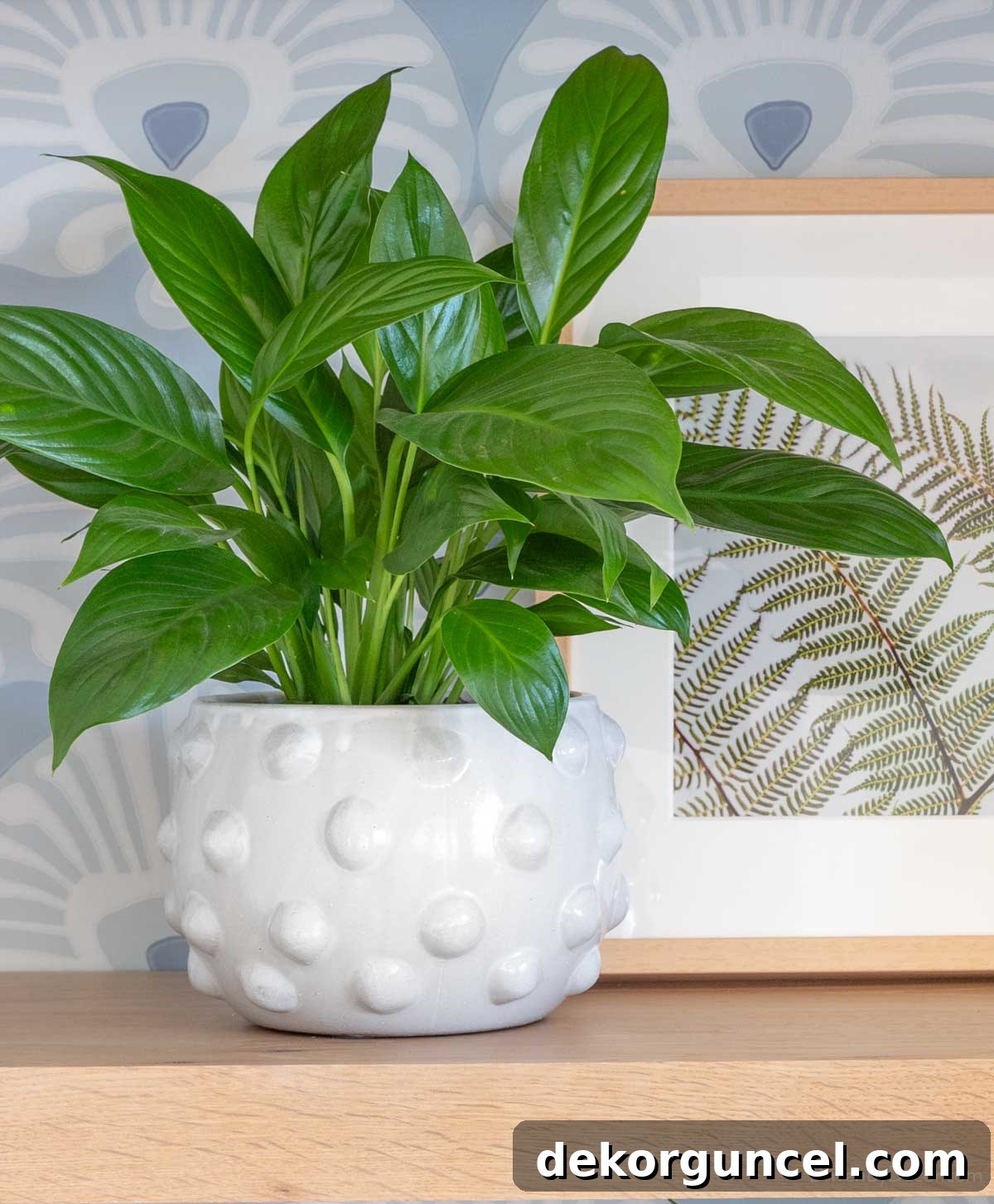 Thriving peace lily in a ceramic raised dot planter, a success story in indoor plant care