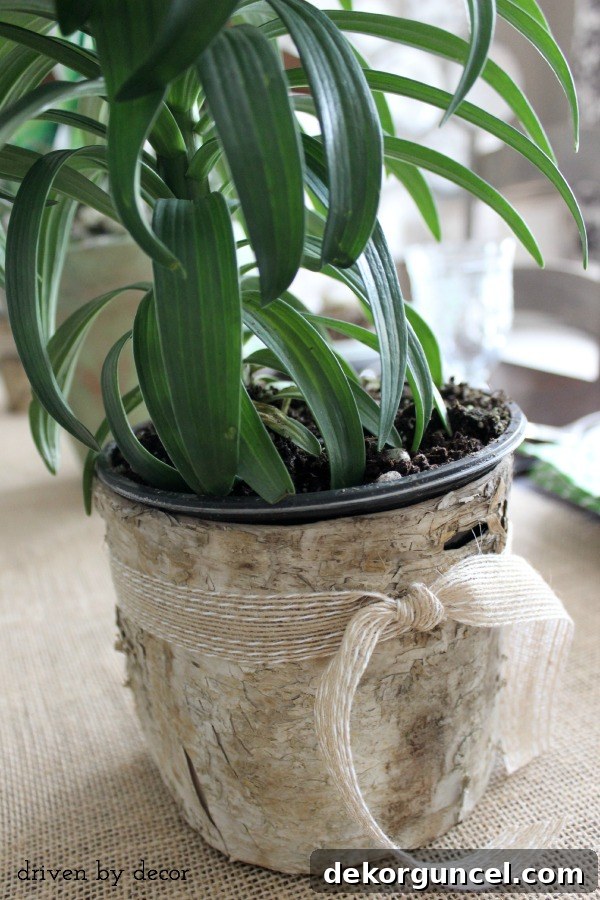 Tie a strip of birch around a plastic flower pot to dress it up for a spring table