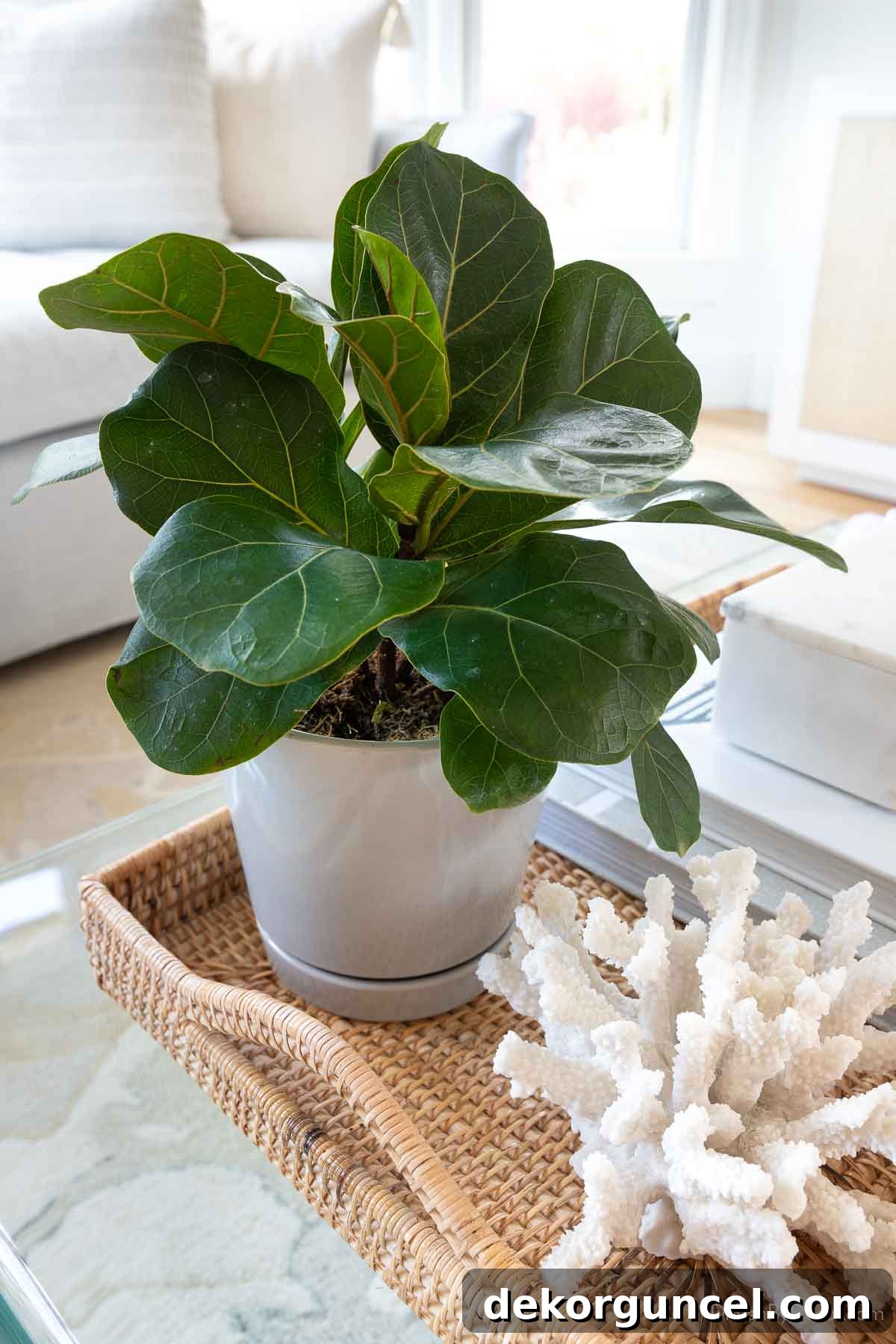 Fiddle leaf fig plant