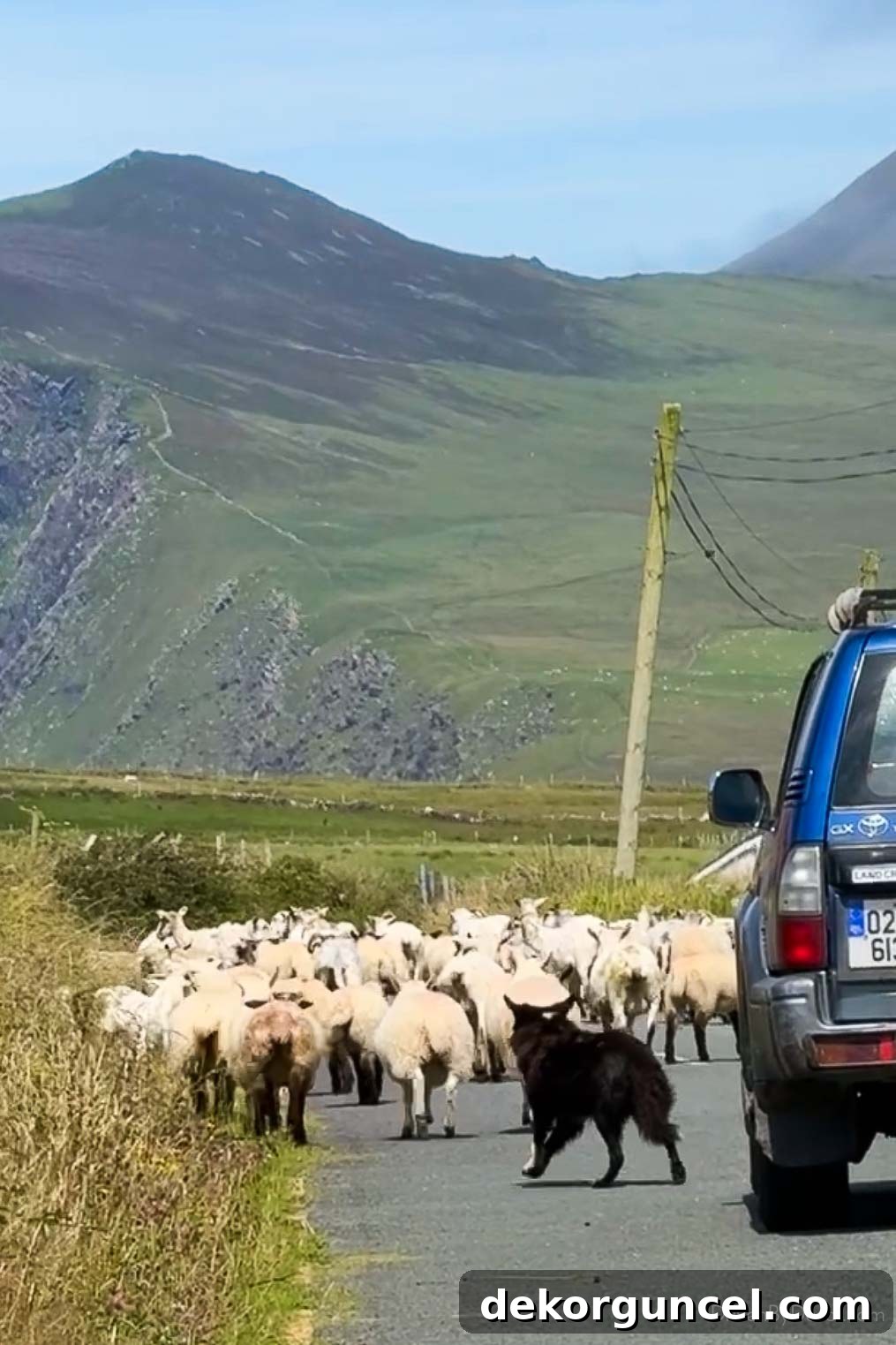 Sheep herding down street in Ireland