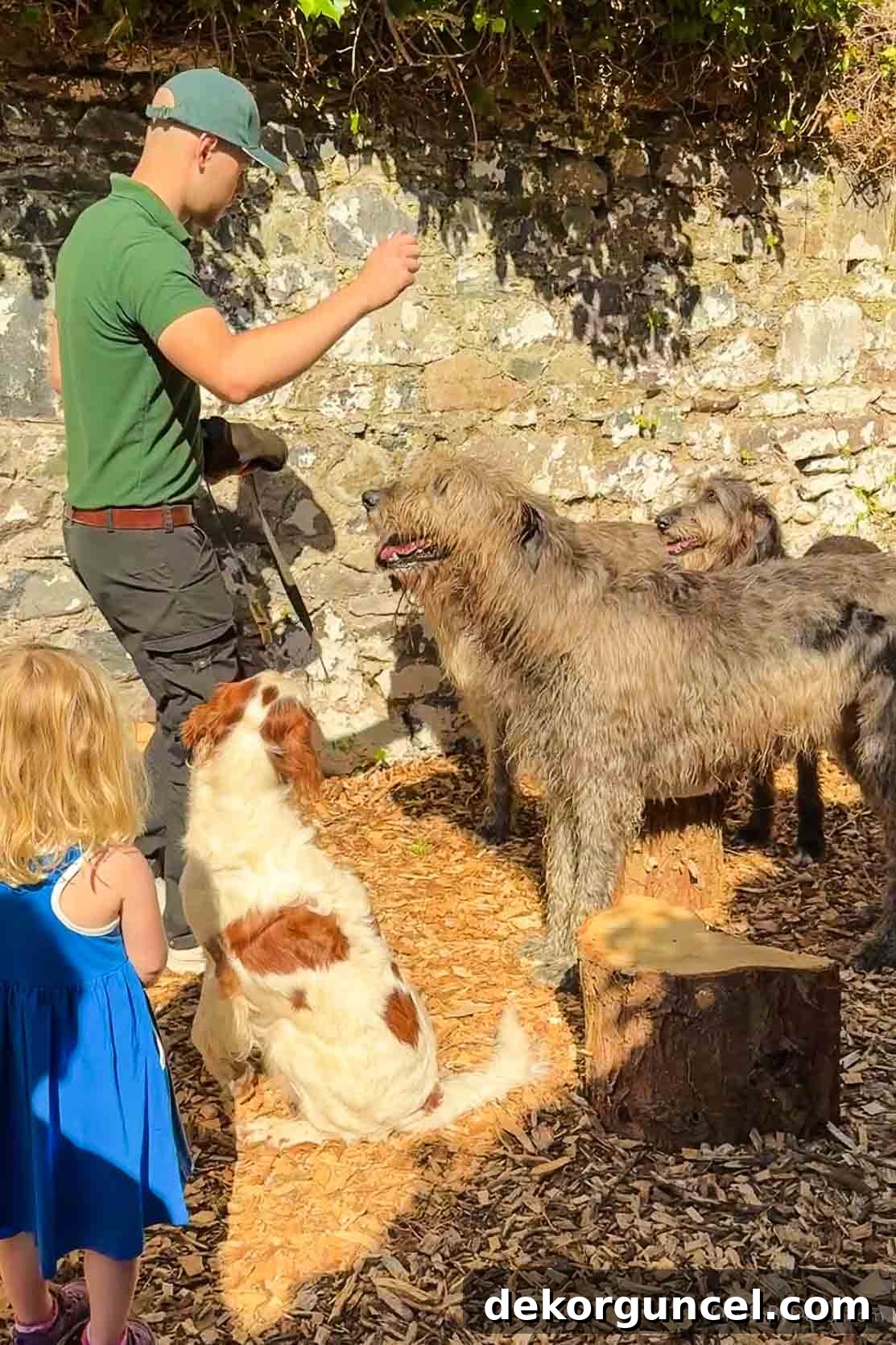 The dogs or Ashford Castle