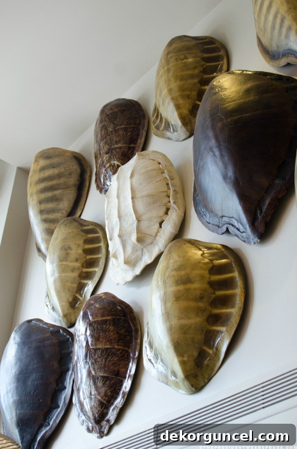 Stunning collage of faux tortoise shells hung on wall, showcasing various sizes and textures.