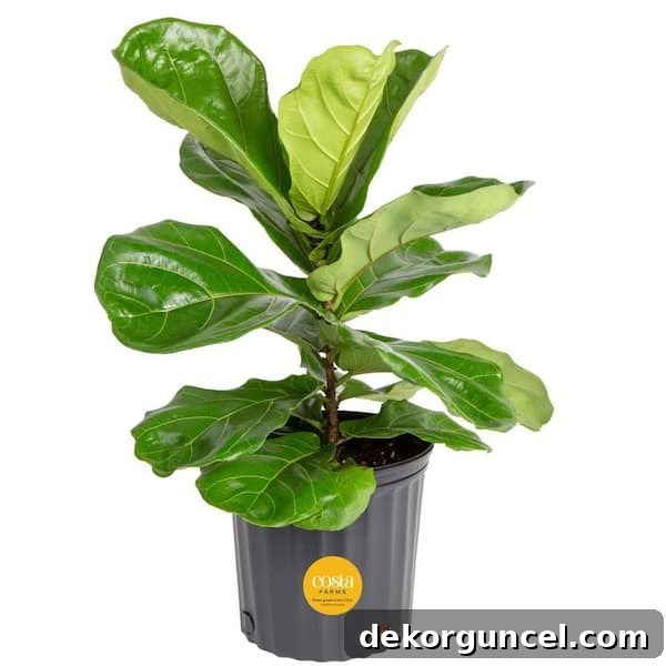 The Most Realistic Faux Fiddle Leaf Fig Trees 8 Small real fiddle leaf fig plant available for online order