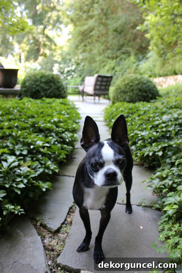 Designer Built-in Dog Nooks 2 Hope, a bat-eared dog, resting on a walkway, showcasing her sweet demeanor.