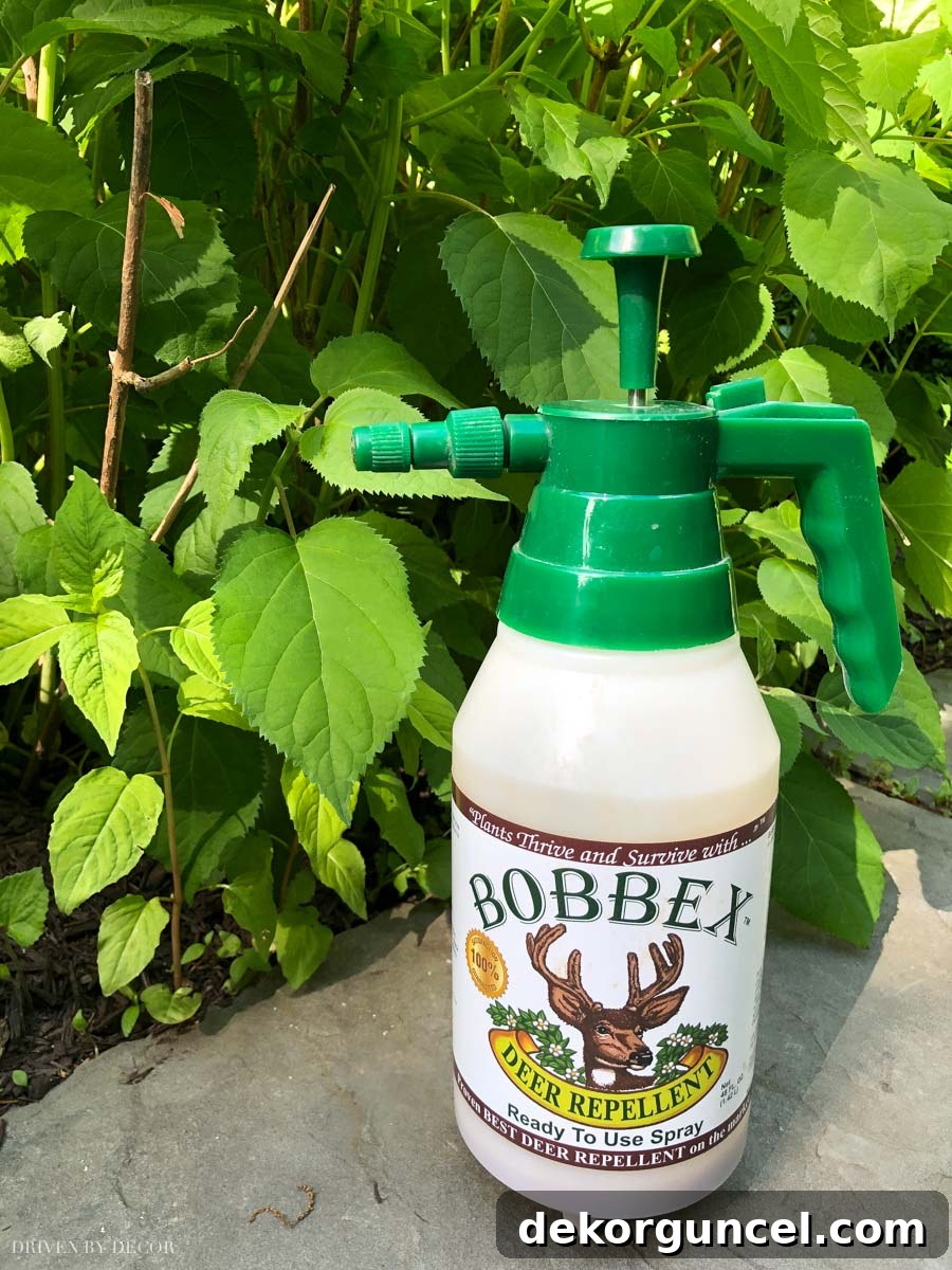 This is the BEST for keeping deer from eating plants and flowers. More details in this post!