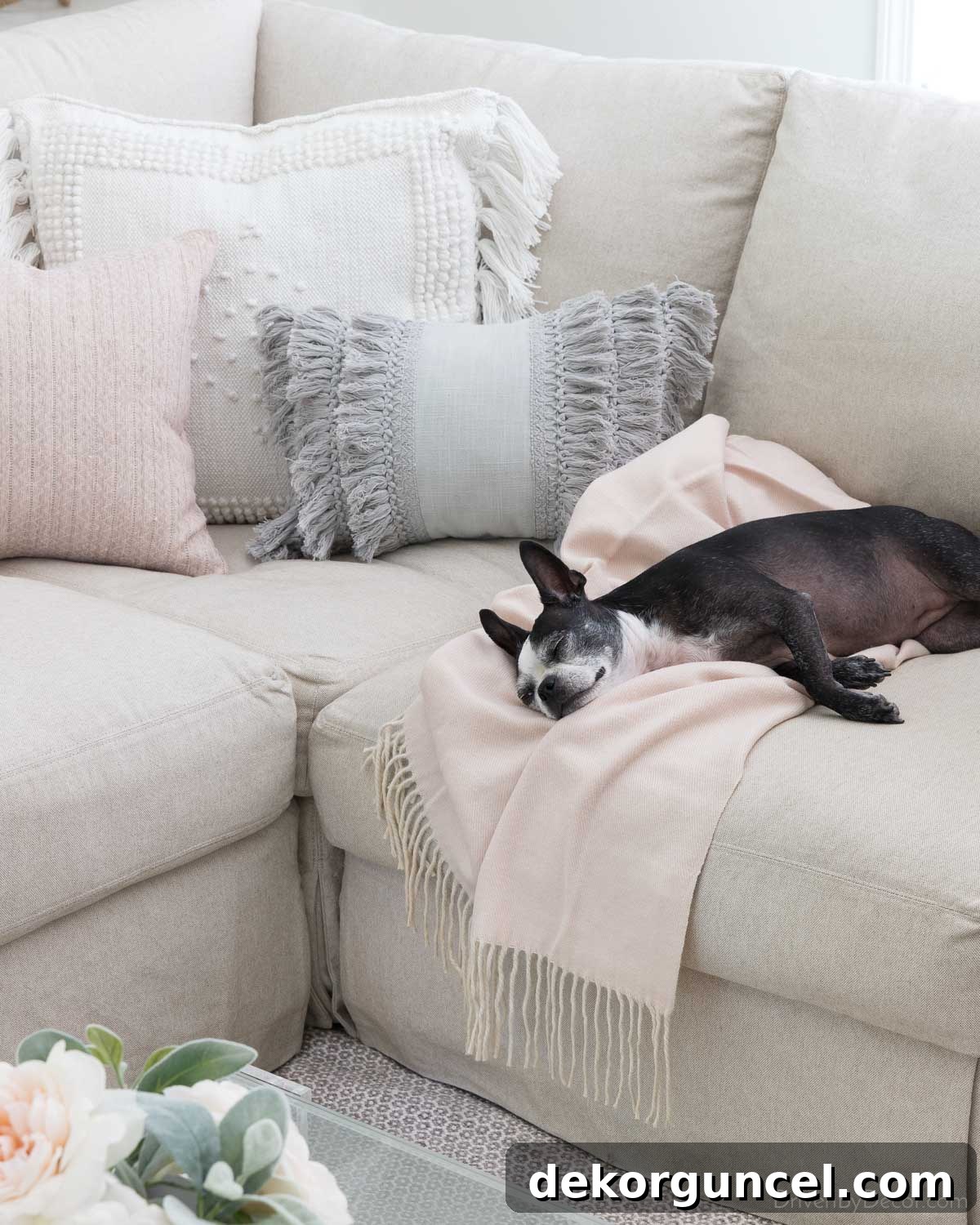 Dog on sectional