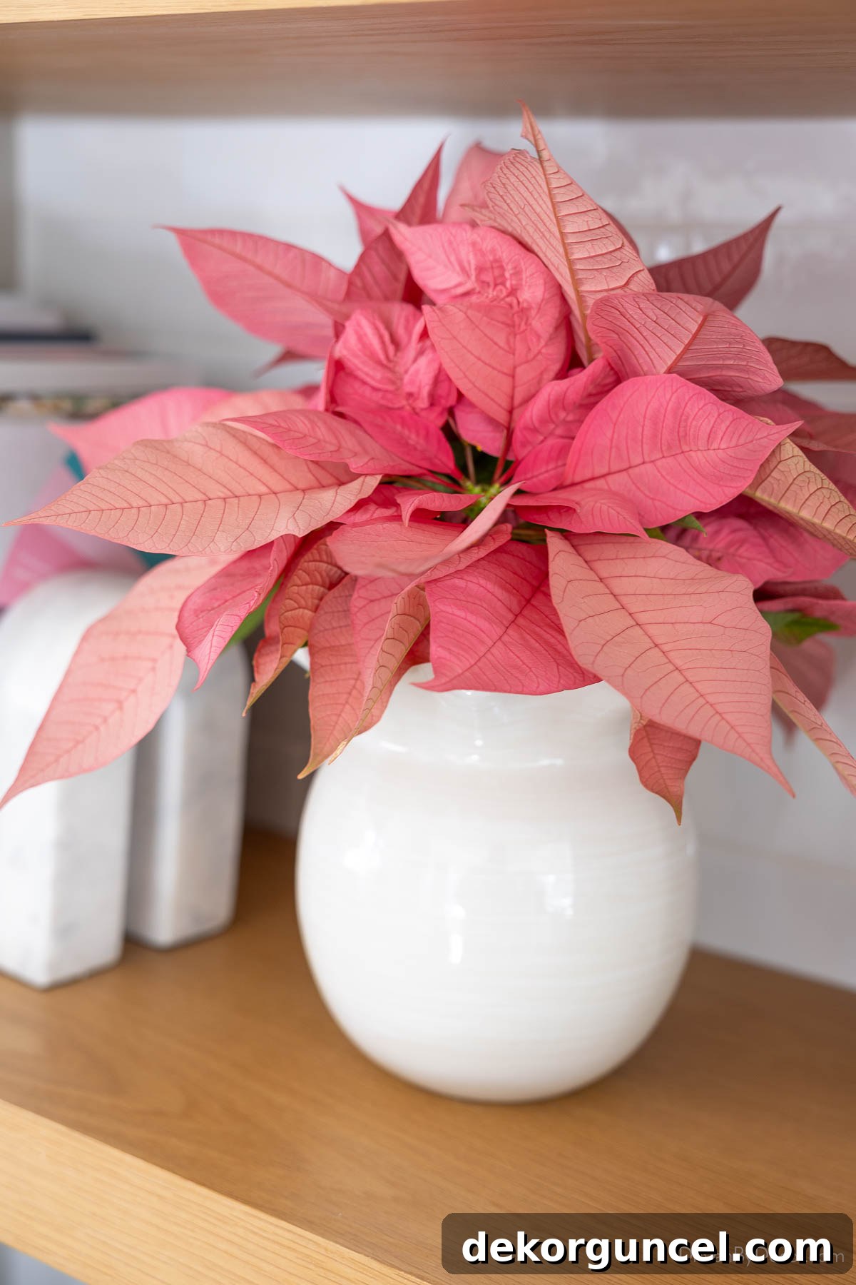 Pink poinsettia in white ruffled vase